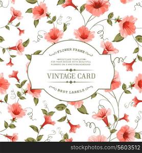 Luxurious vintage card of color bindweed. Vector illistration.
