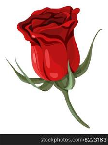 Luxury garden flower. Red rose. Floral element isolated on white background. Luxury garden flower. Red rose. Floral element