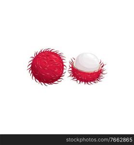 Lychee fruit, litchi or lichi tropical exotic food, vector isolated icon. Lychee or lichee fruit cut peeled and whole, tropic farm juicy fruits harvest. Lychee fruit, litchi or lichi tropical exotic food