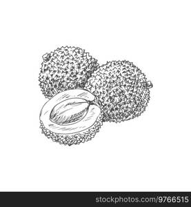Lychee isolated tropical fruit sketch whole and half. Vector litchi exotic food, kernel and peel. Litchi isolated fruit sketch, tropical dessert