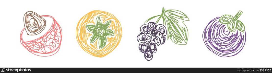 Lychee, persimmon, grapes and mangosteen. Fruit sketch set. Hand drawn vector illustration. Pen or marker doodle.. Lychee, persimmon, grapes and mangosteen. Fruit sketch set. Hand drawn vector illustration. Pen or marker doodle