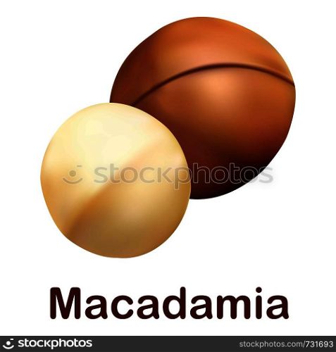 Macadamia icon. Realistic illustration of macadamia vector icon for web design isolated on white background. Macadamia icon, realistic style