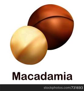 Macadamia icon. Realistic illustration of macadamia vector icon for web design isolated on white background. Macadamia icon, realistic style