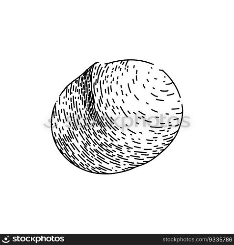 macadamia nut crack hand drawn. oil leaf, raw top, view queensland, food layer, core kernel macadamia nut crack vector sketch. isolated black illustration. macadamia nut crack sketch hand drawn vector