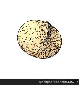 macadamia nut crack hand drawn. oil leaf, raw top, view queensland, food layer, core kernel macadamia nut crack vector sketch. isolated color illustration. macadamia nut crack sketch hand drawn vector