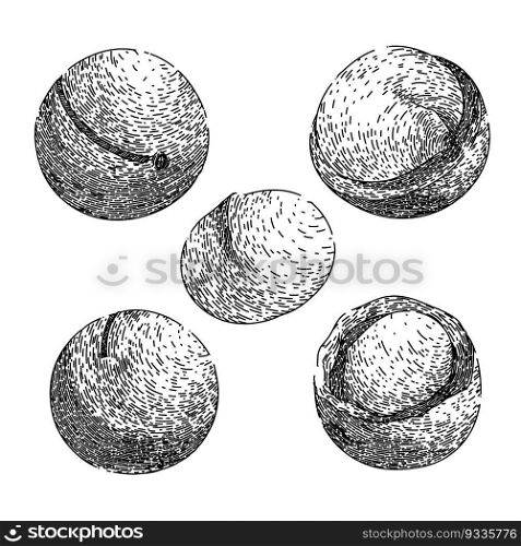 macadamia nut set hand drawn. oil leaf, raw top, view queensland, food layer, core kernel macadamia nut vector sketch. isolated black illustration. macadamia nut set sketch hand drawn vector