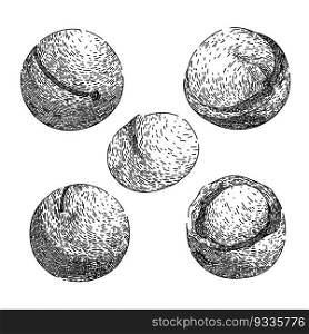 macadamia nut set hand drawn. oil leaf, raw top, view queensland, food layer, core kernel macadamia nut vector sketch. isolated black illustration. macadamia nut set sketch hand drawn vector