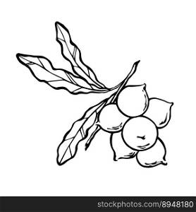 Macadamia nuts on branch with leaves. Vector monochrome outline illustration.