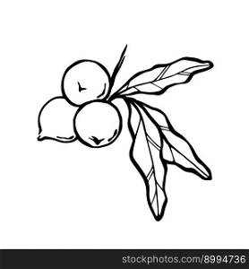 Macadamia nuts outline vector drawing. Nuts on branch with leaves black and white illustration.