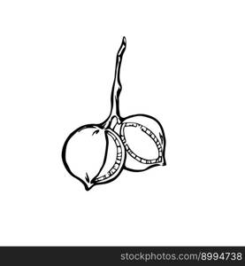 Macadamia nuts outline vector drawing. Nuts on branch with seeds black and white vector illustration.