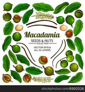 macadamia plant elements vector isolated on white background. macadamia plant elements vector isolated