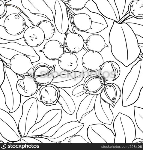macadamia vector pattern on white background. macadamia vector pattern