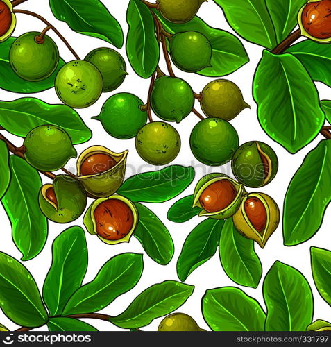 macadamia vector pattern on white background. macadamia vector pattern