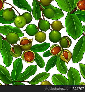macadamia vector pattern on white background. macadamia vector pattern