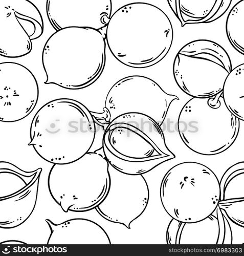 macadamia vector pattern on white background. macadamia vector pattern