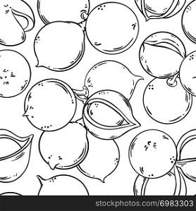 macadamia vector pattern on white background. macadamia vector pattern
