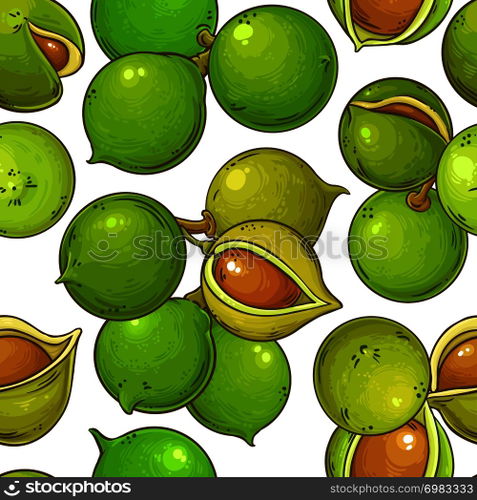 macadamia vector pattern on white background. macadamia vector pattern