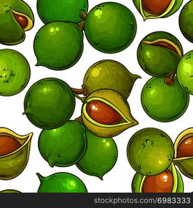 macadamia vector pattern on white background. macadamia vector pattern