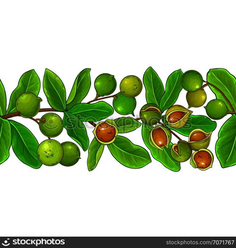 macadamia vector pattern on white background. macadamia vector pattern