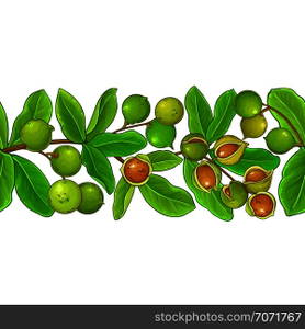 macadamia vector pattern on white background. macadamia vector pattern