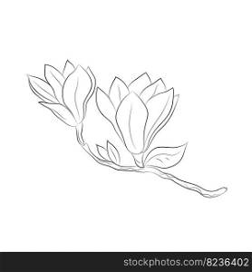 Magnolia 2 flowers drawn by lines. Isolated bud on a branch. For invitations and cards
