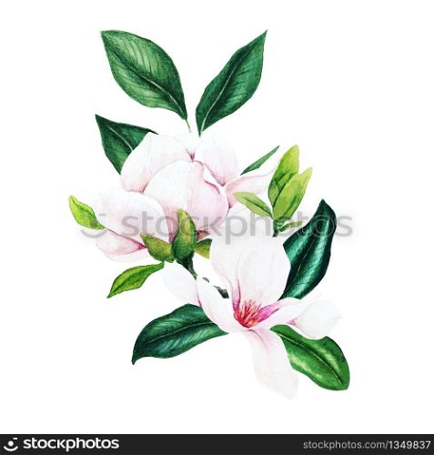 Magnolia and leaves, bright watercolor bouquet, hand drawn vector illustration