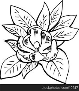 Magnolia Blossom Vector Illustration