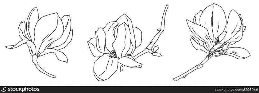 Magnolia flower blooming art. Hand drawn realistic detailed vector illustration. Black and white clipart isolated collection. . Magnolia flower blooming art. Hand drawn realistic detailed vector illustration. Black and white clipart collection. 