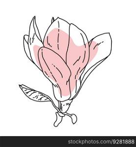 Magnolia flower blooming art. Hand drawn realistic detailed vector illustration. Black outline and pink shape clipart isolated . Magnolia flower blooming art. Hand drawn realistic detailed vector illustration. Black outline and pink shape clipart 