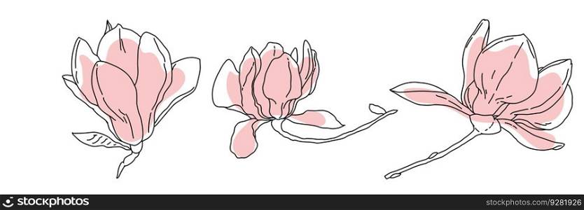 Magnolia flower blooming art. Hand drawn realistic detailed vector illustration. Black outline and pink shape clipart isolated collection.. Magnolia flower blooming art. Hand drawn realistic detailed vector illustration. Black outline and pink shape clipart collection.