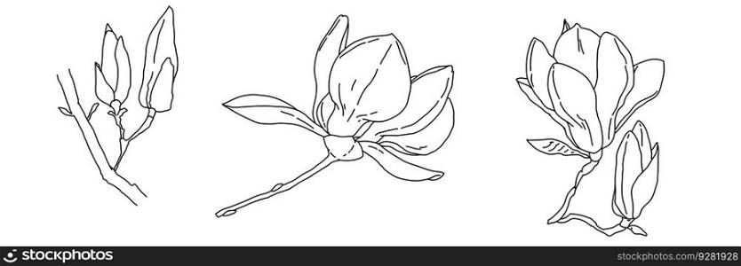 Magnolia flower blooming art. Hand drawn realistic detailed vector illustration. Black outline and pink shape clipart isolated collection.. Magnolia flower blooming art. Hand drawn realistic detailed vector illustration. Black outline and pink shape clipart collection.