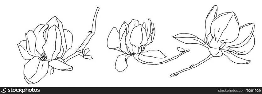 Magnolia flower blooming art. Hand drawn realistic detailed vector illustration. Black and white clipart isolated collection.. Magnolia flower blooming art. Hand drawn realistic detailed vector illustration. Black and white clipart collection.