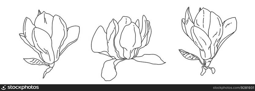 Magnolia flower blooming art. Hand drawn realistic detailed vector illustration. Black and white clipart isolated collection.. Magnolia flower blooming art. Hand drawn realistic detailed vector illustration. Black and white clipart collection.