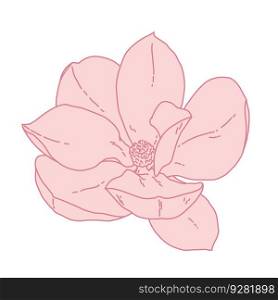 Magnolia flower blooming art. Hand drawn realistic detailed vector illustration. Pink line filled clipart isolated.. Magnolia flower blooming art. Hand drawn realistic detailed vector illustration. Pink line filled clipart.