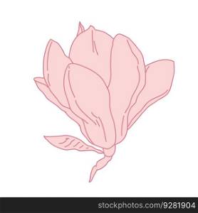 Magnolia flower blooming art. Hand drawn realistic detailed vector illustration. Pink line filled clipart isolated.. Magnolia flower blooming art. Hand drawn realistic detailed vector illustration. Pink line filled clipart.