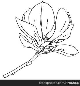 Magnolia flower blooming line art. Hand drawn realistic detailed vector illustration. Black and white clipart isolated. . Magnolia flower blooming line art. Hand drawn realistic detailed vector illustration. Black and white clipart. 