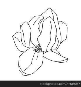 Magnolia flower blooming line art. Hand drawn realistic detailed vector illustration. Black and white clipart isolated. . Magnolia flower blooming line art. Hand drawn realistic detailed vector illustration. Black and white clipart. 