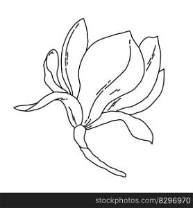 Magnolia flower blooming line art. Hand drawn realistic detailed vector illustration. Black and white clipart isolated. . Magnolia flower blooming line art. Hand drawn realistic detailed vector illustration. Black and white clipart. 