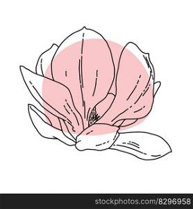 Magnolia flower blooming line art. Hand drawn realistic detailed vector illustration. Banner clipart isolated. . Magnolia flower blooming line art. Hand drawn realistic detailed vector illustration. Banner clipart. 