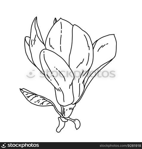 Magnolia flower blooming outline. Hand drawn realistic detailed vector illustration. Black and white clipart isolated.. Magnolia flower blooming outline. Hand drawn realistic detailed vector illustration. Black and white clipart.