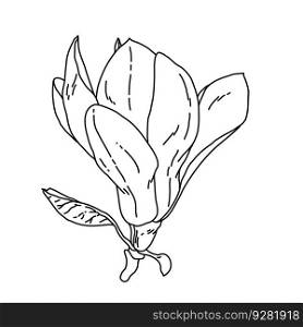 Magnolia flower blooming outline. Hand drawn realistic detailed vector illustration. Black and white clipart isolated.. Magnolia flower blooming outline. Hand drawn realistic detailed vector illustration. Black and white clipart.