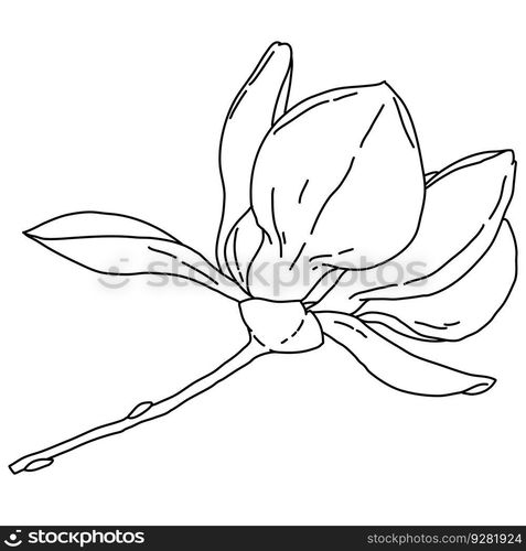 Magnolia flower blooming outline. Hand drawn realistic detailed vector ...