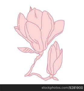 Magnolia flower bud and blossom blooming art. Hand drawn realistic detailed vector illustration. Pink line filled clipart isolated.. Magnolia flower bud and blossom blooming art. Hand drawn realistic detailed vector illustration. Pink line filled clipart.