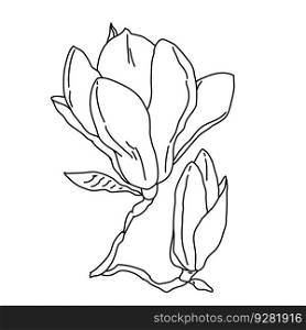 Magnolia flower bud and blossom outline. Hand drawn realistic detailed vector illustration. Black and white clipart isolated.. Magnolia flower bud and blossom outline. Hand drawn realistic detailed vector illustration. Black and white clipart.