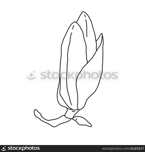 Magnolia flower bud outline. Hand drawn realistic detailed vector ...