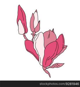 Magnolia flowers in bloom and two buds art. Hand drawn realistic detailed vector illustration. Black line pink fill clipart.