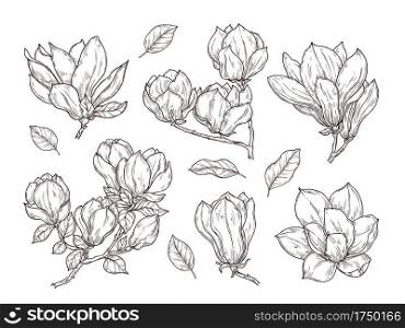 Magnolia flowers sketch. Drawing botanical spring bunch flower. Isolated blossom plant and leaves. Hand drawn vintage bouquet vector set. Illustration botanical floral, bouquet collection sketch. Magnolia flowers sketch. Drawing botanical spring bunch flower. Isolated blossom plant and leaves. Hand drawn vintage bouquet vector set
