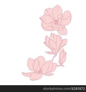 Magnolia group of flowers and buds blooming art. Hand drawn realistic detailed vector illustration. Pink line filled clipart isolated.. Magnolia group of flowers and buds blooming art. Hand drawn realistic detailed vector illustration. Pink line filled clipart.