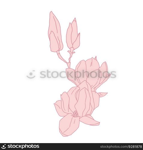 Magnolia group of flowers and buds blooming art. Hand drawn realistic detailed vector illustration. Pink line filled clipart isolated.. Magnolia group of flowers and buds blooming art. Hand drawn realistic detailed vector illustration. Pink line filled clipart.