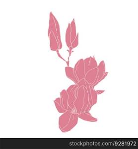 Magnolia group of flowers and buds blooming art. Hand drawn realistic detailed vector illustration. Pink and white outline clipart isolated.. Magnolia group of flowers and buds blooming art. Hand drawn realistic detailed vector illustration. Pink and white outline clipart.